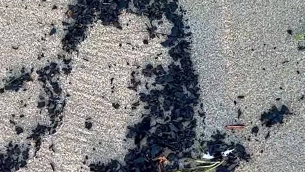 Çanakkale'deki büyük yangının izi Edirne'de: Kıyı şeridi küllerle kaplandı 8